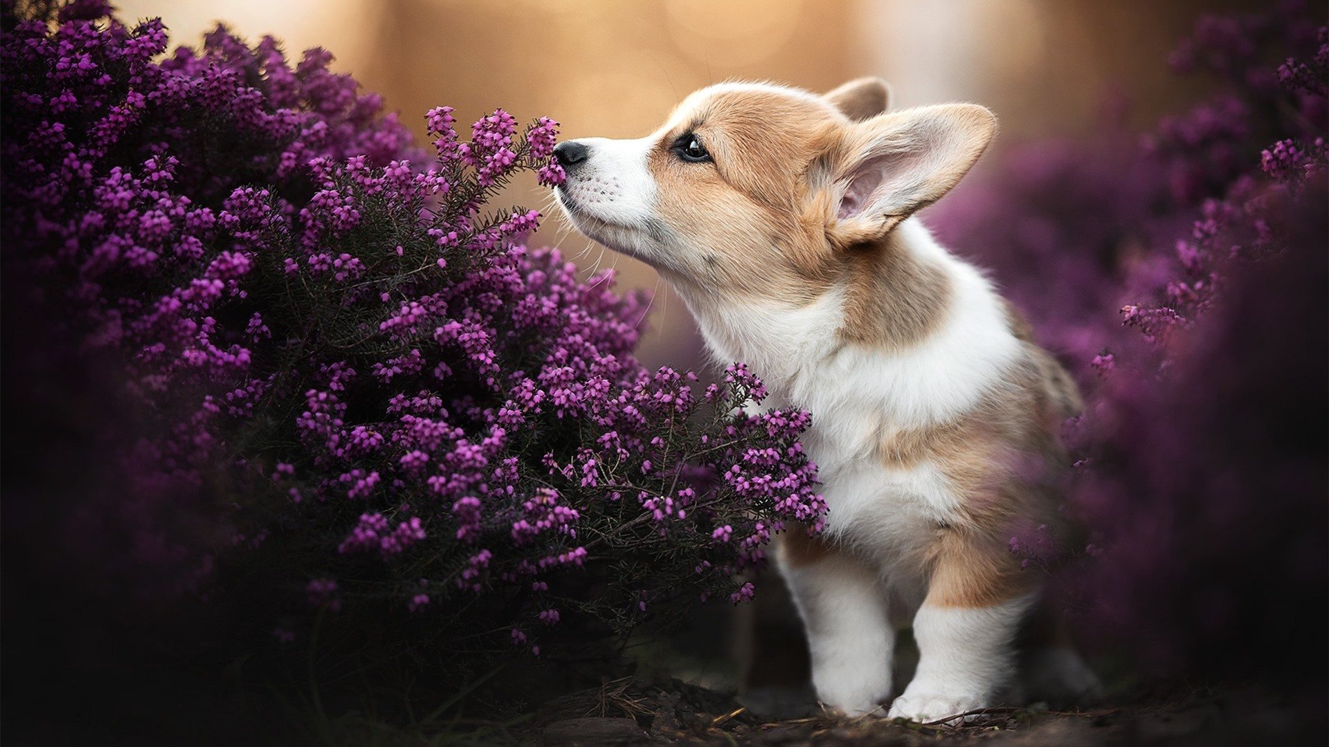中场魔术师的利刃与橙色风暴的战术革命，莫德里奇与荷兰足球的现代启示