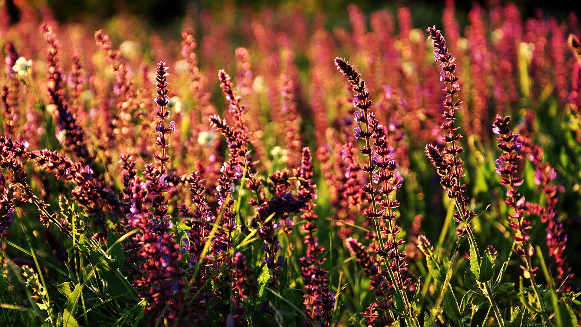 伦纳德加时封神!76人鏖战力克雄鹿,关键先生一锤定音